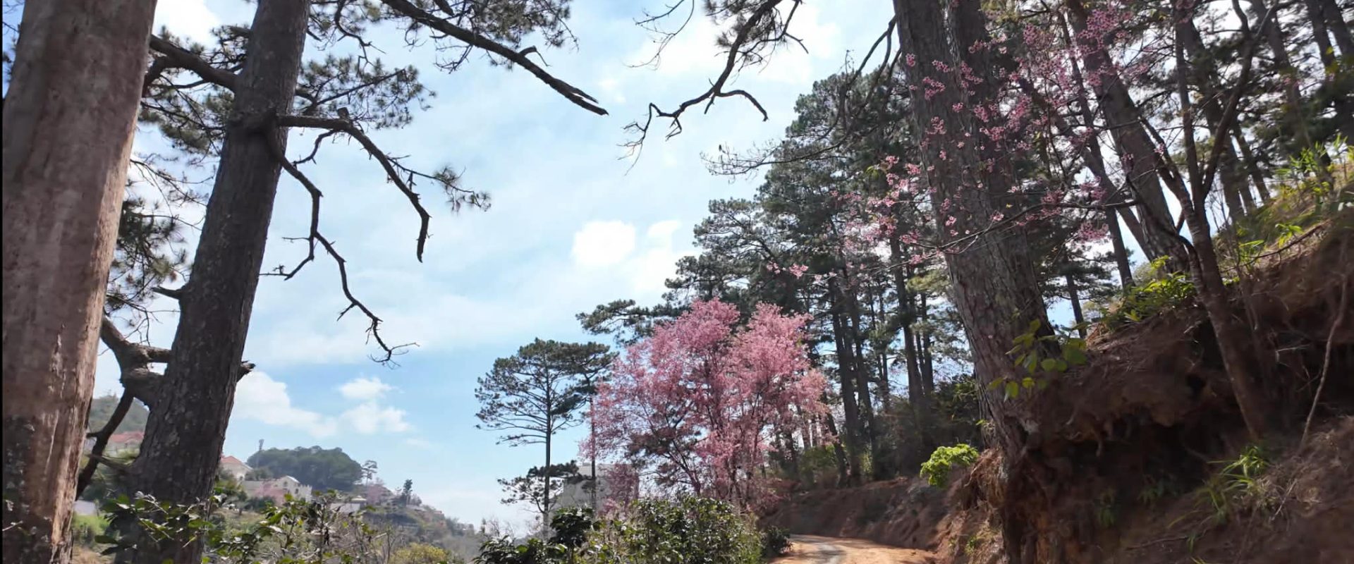 Bán Đất Khe Sanh Đà Lạt Gần 1ha Sát Rừng Thông 9380m2