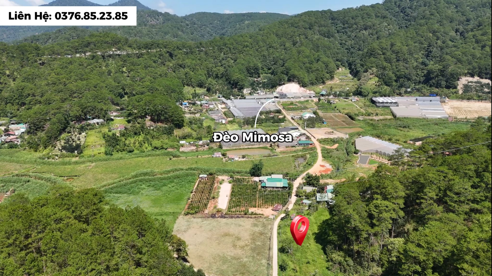Đất Mimosa Đà Lạt